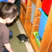 Żółwik Henryk odwiedził Biedronki