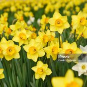 Znaki nadziei – sadzimy żonkile dla Hospicjum Ojca Pio