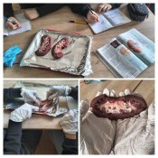 Aktywnie na biologii